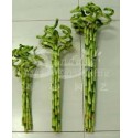 ΛΑΚΙ  ΜΠΑΜΠΟΥ 60εκ LUCKY  BAMBOO SPIRAL
